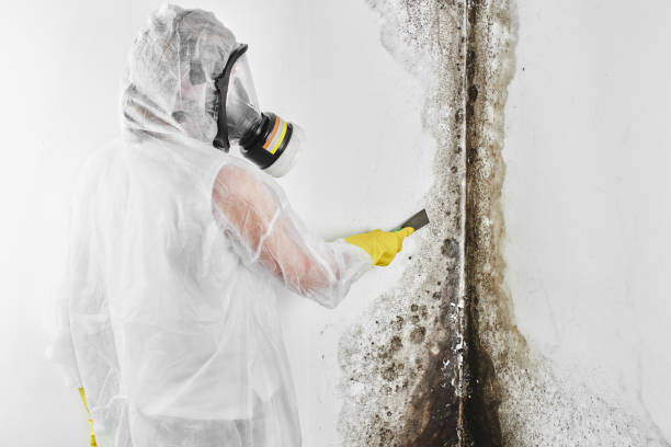 Best Bathroom Mold Remediation in Merced, CA