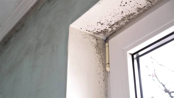 Best Residential Mold Remediation in Merced, CA
