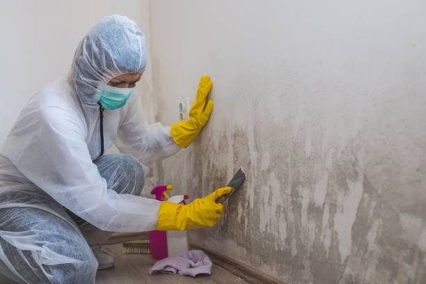 Best Kitchen Mold Remediation in Merced, CA