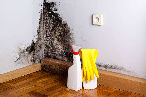 Best Basement Mold Remediation in Merced, CA