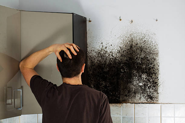 Best Health and Safety Mold Remediation in Merced, CA