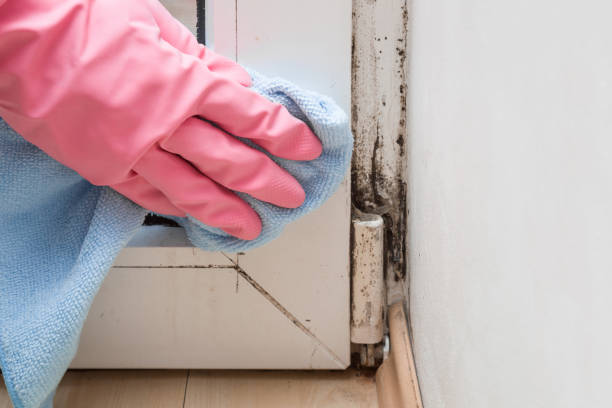 Best Industrial Mold Remediation in Merced, CA